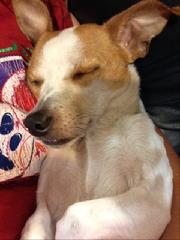 Unconditional Love Foundation adoptable
