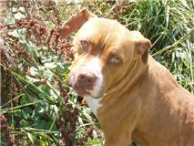 Unconditional Love Foundation adoptable