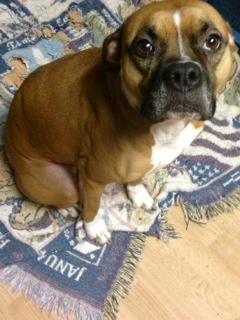 Unconditional Love Foundation adoptable