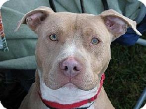 Unconditional Love Foundation adoptable