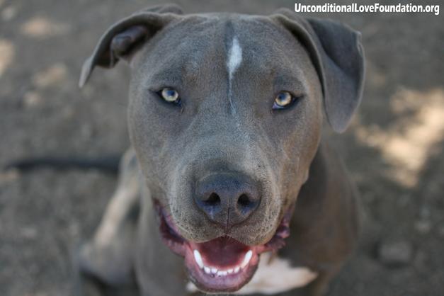 Unconditional Love Foundation BSL breed specific legislation President Obama