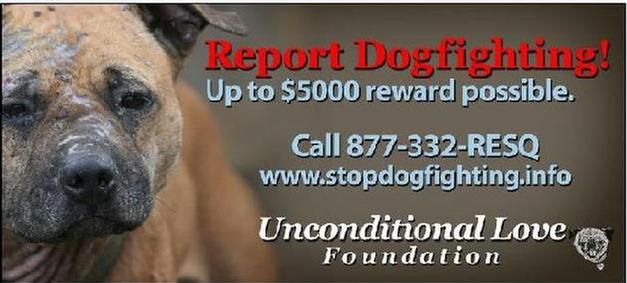 Dogfighting